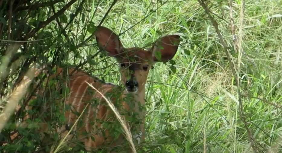 Hluhluwe-iMfolozi Game Reserve