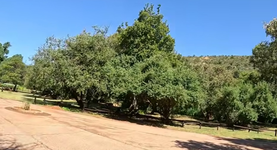 Wonderboom Nature Reserve